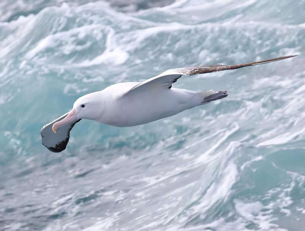 漂泊信天翁 / Wandering Albatross / Diomedea exulans