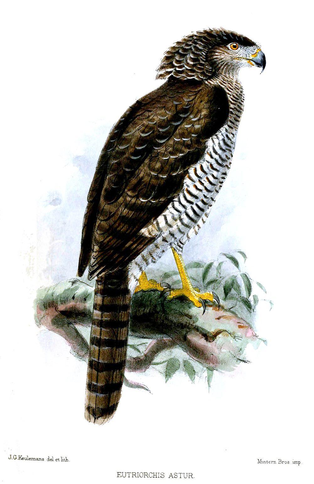 马岛蛇雕 / Madagascan Serpent Eagle / Eutriorchis astur