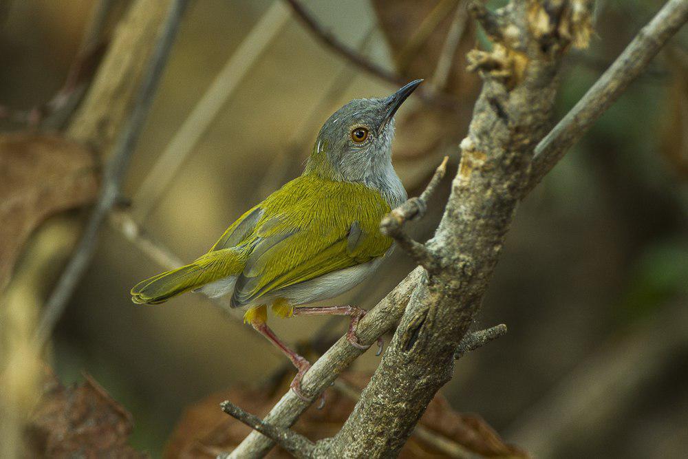 绿背拱翅莺 / Green-backed Camaroptera / Camaroptera brachyura