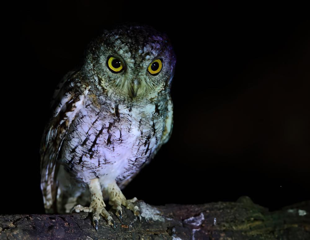 巽他领角鸮 / Sunda Scops Owl / Otus lempiji