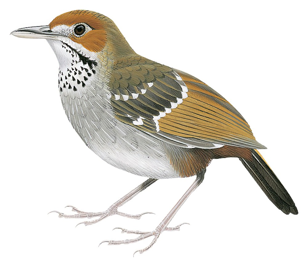 吕宋地莺 / Sierra Madre Ground Warbler / Robsonius thompsoni