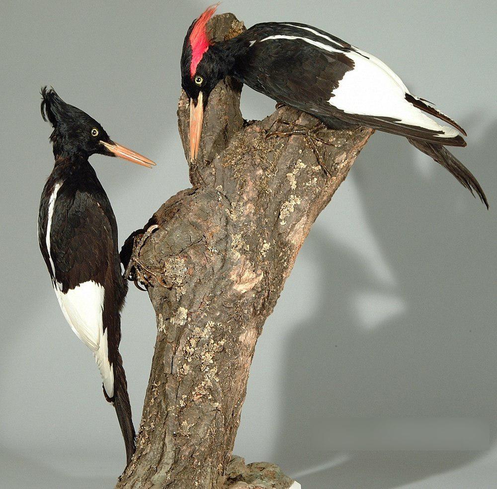帝啄木鸟 / Imperial Woodpecker / Campephilus imperialis