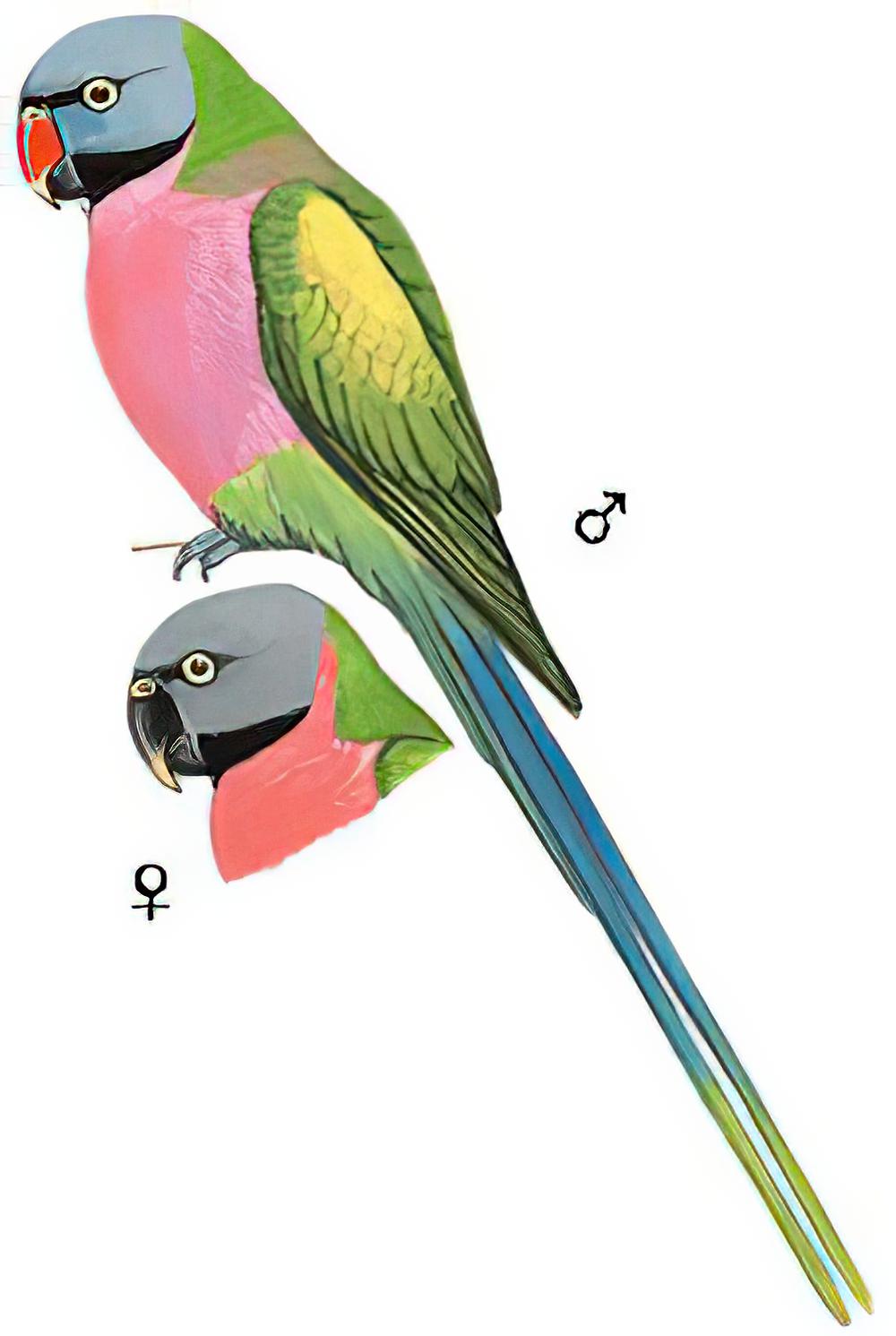 绯胸鹦鹉 / Red-breasted Parakeet / Psittacula alexandri
