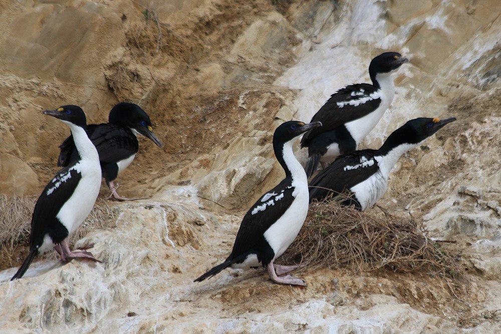 毛脸鸬鹚 / New Zealand King Shag / Leucocarbo carunculatus