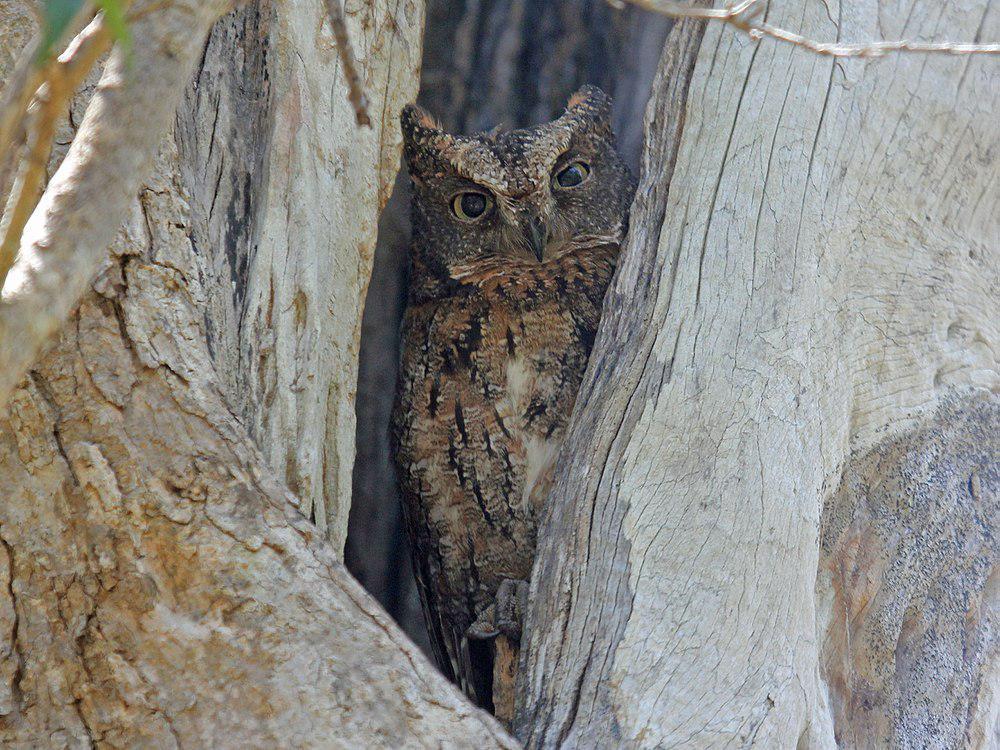 马岛角鸮 / Rainforest Scops Owl / Otus rutilus