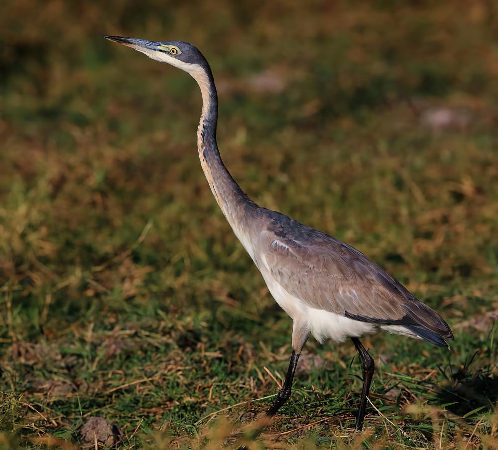 黑头鹭 / Black-headed Heron / Ardea melanocephala