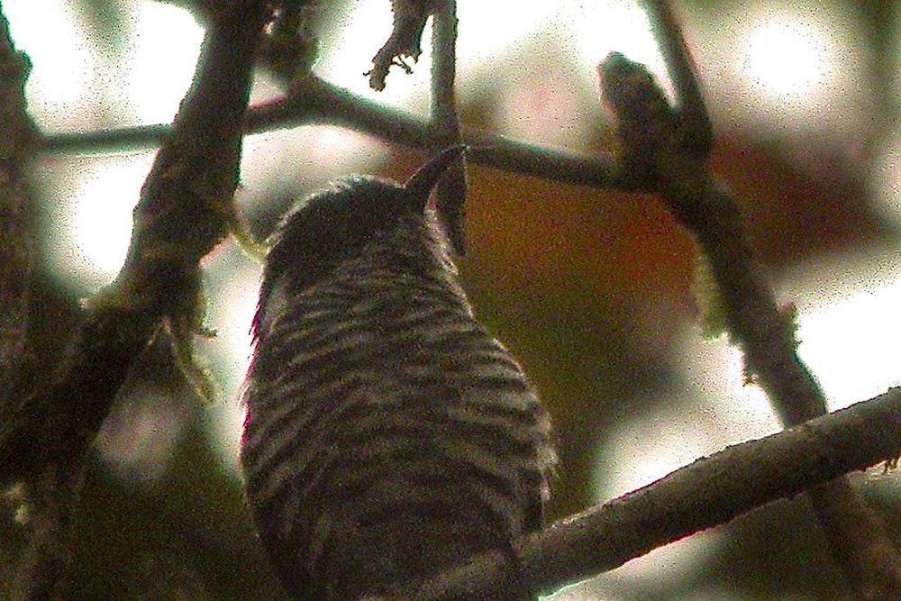 铜翅金鹃 / White-eared Bronze Cuckoo / Chrysococcyx meyerii