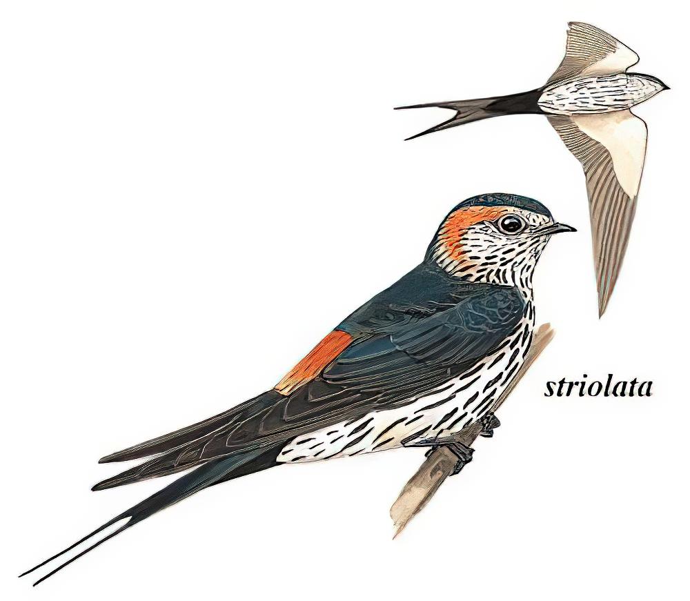 斑腰燕 / Striated Swallow / Cecropis striolata