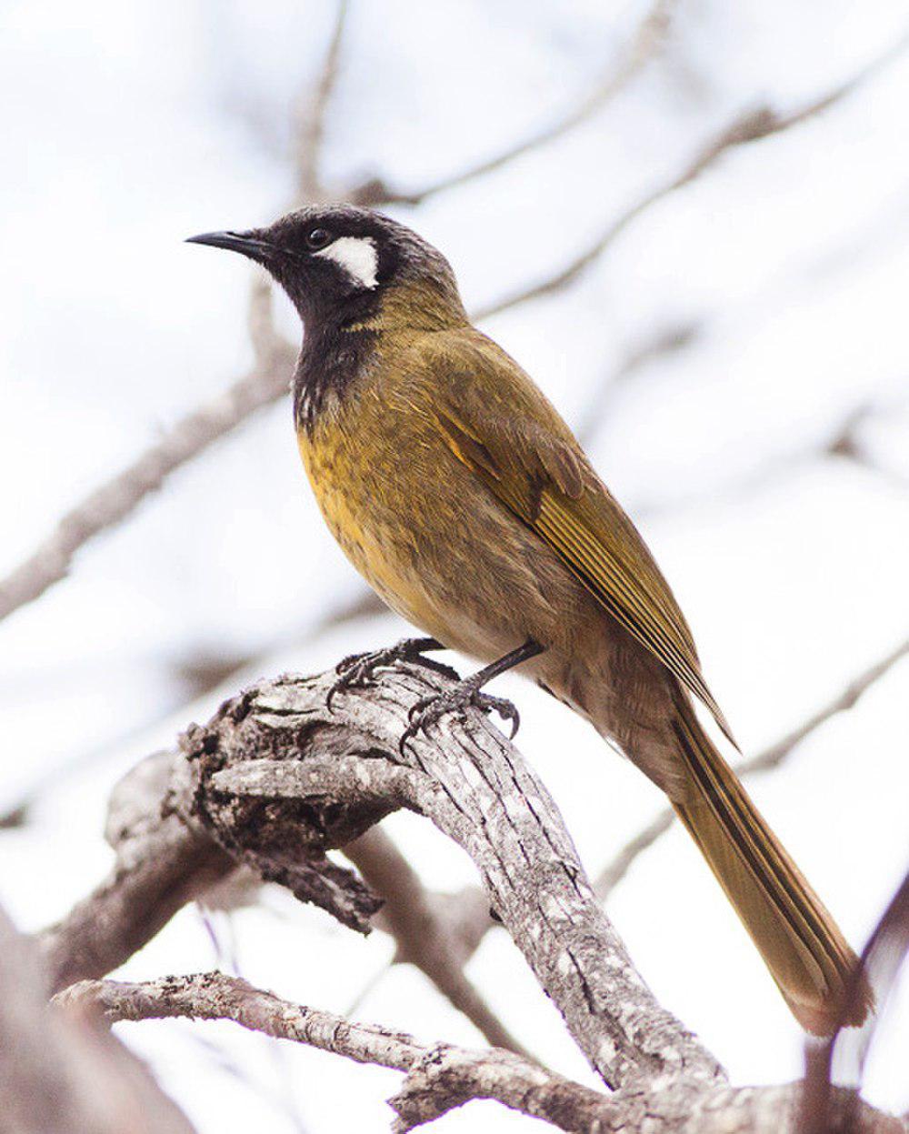 白耳吸蜜鸟 / White-eared Honeyeater / Nesoptilotis leucotis