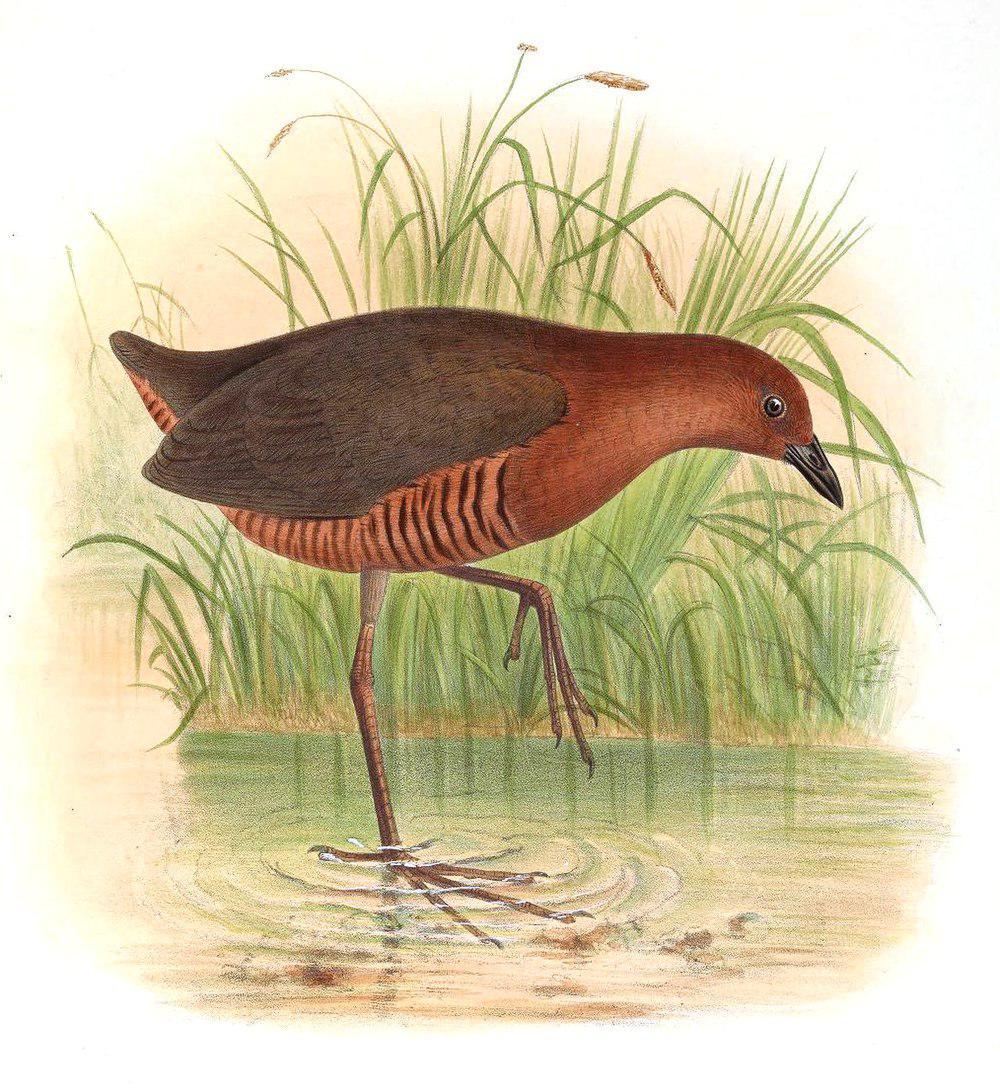黑斑田鸡 / Black-banded Crake / Laterallus fasciatus
