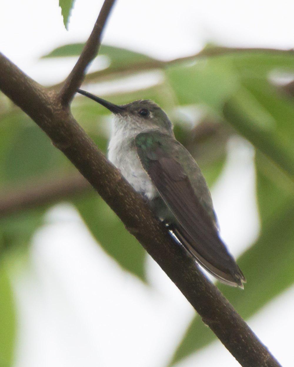 绿斑蜂鸟 / Olive-spotted Hummingbird / Talaphorus chlorocercus