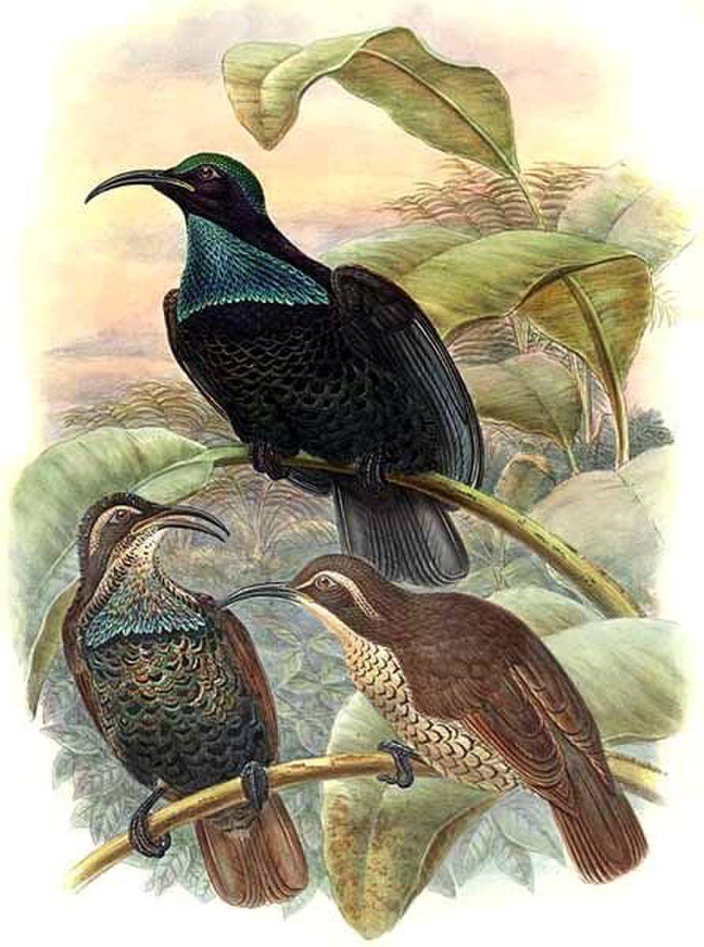 大掩鼻风鸟 / Paradise Riflebird / Ptiloris paradiseus