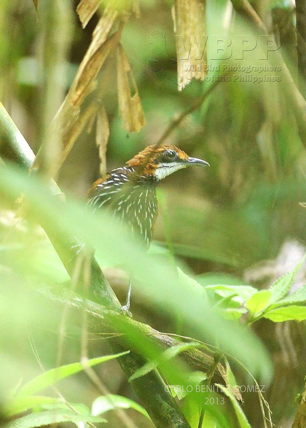 菲律宾地鹛 / Falcated Wren-Babbler / Ptilocichla falcata