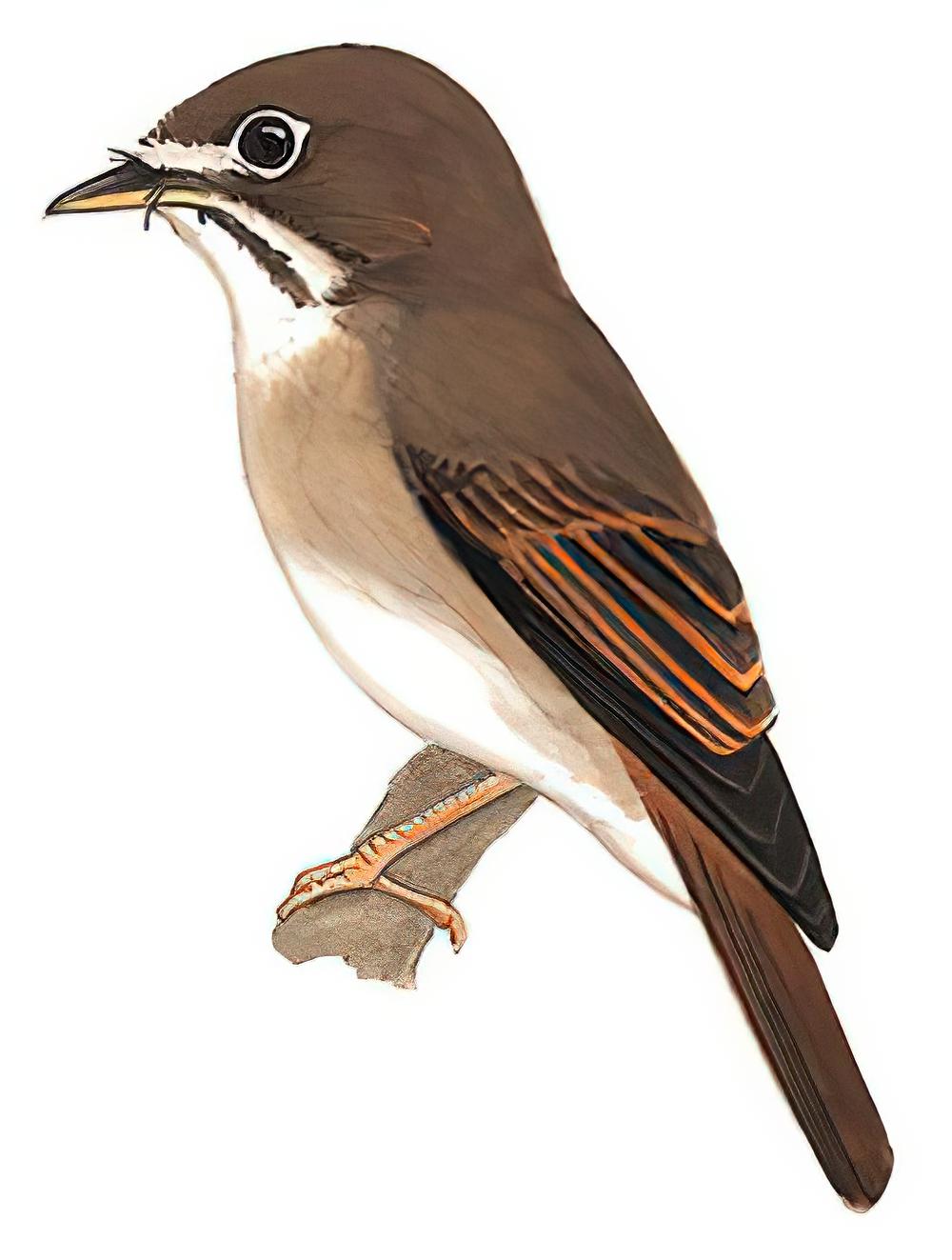 褐胸鹟 / Brown-breasted Flycatcher / Muscicapa muttui
