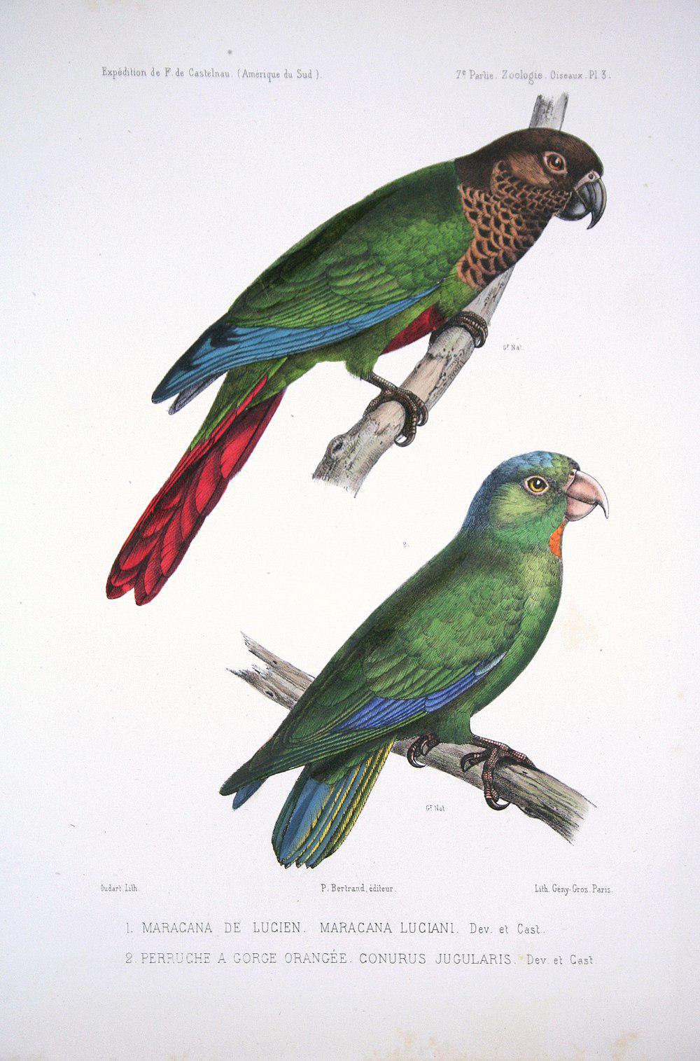 波氏鹦哥 / Bonaparte\'s Parakeet / Pyrrhura lucianii