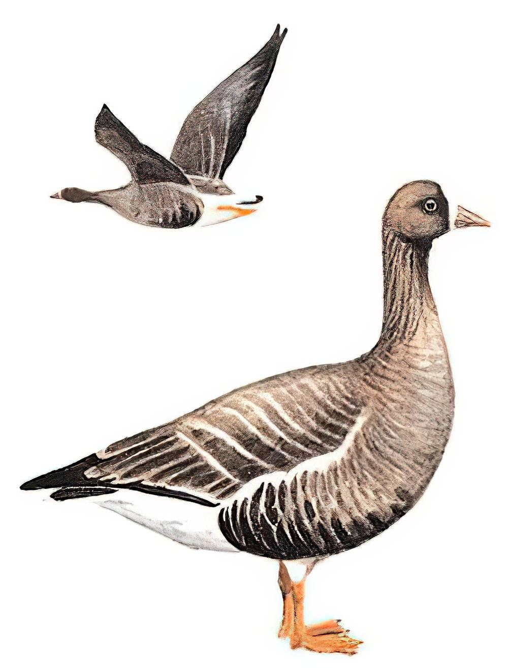 小白额雁 / Lesser White-fronted Goose / Anser erythropus