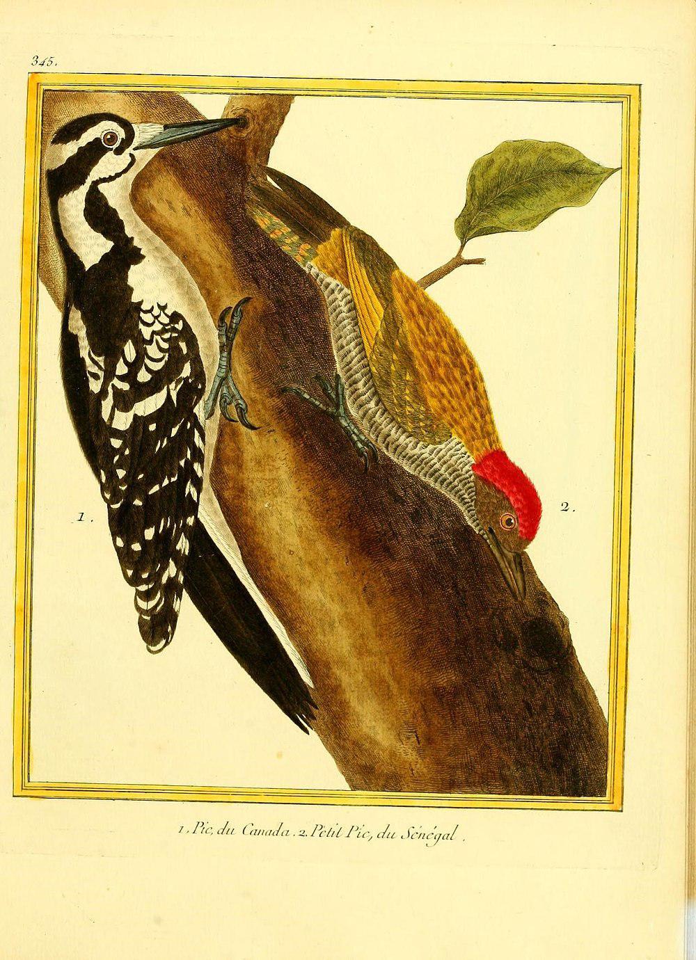 小绿啄木鸟 / Little Green Woodpecker / Campethera maculosa