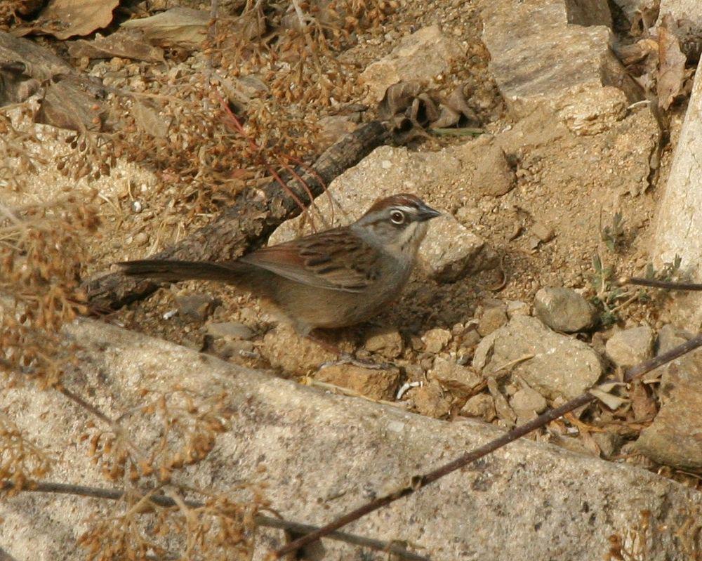 瓦哈猛雀鹀 / Oaxaca Sparrow / Aimophila notosticta