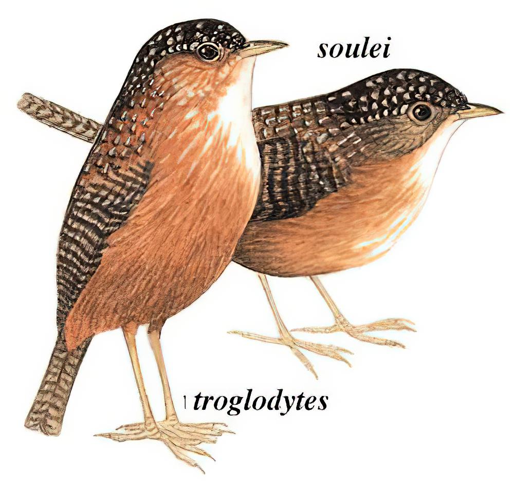 斑翅鹩鹛 / Bar-winged Wren-Babbler / Spelaeornis troglodytoides