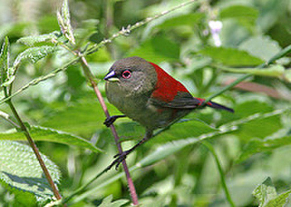 绿背朱翅雀 / Abyssinian Crimsonwing / Cryptospiza salvadorii