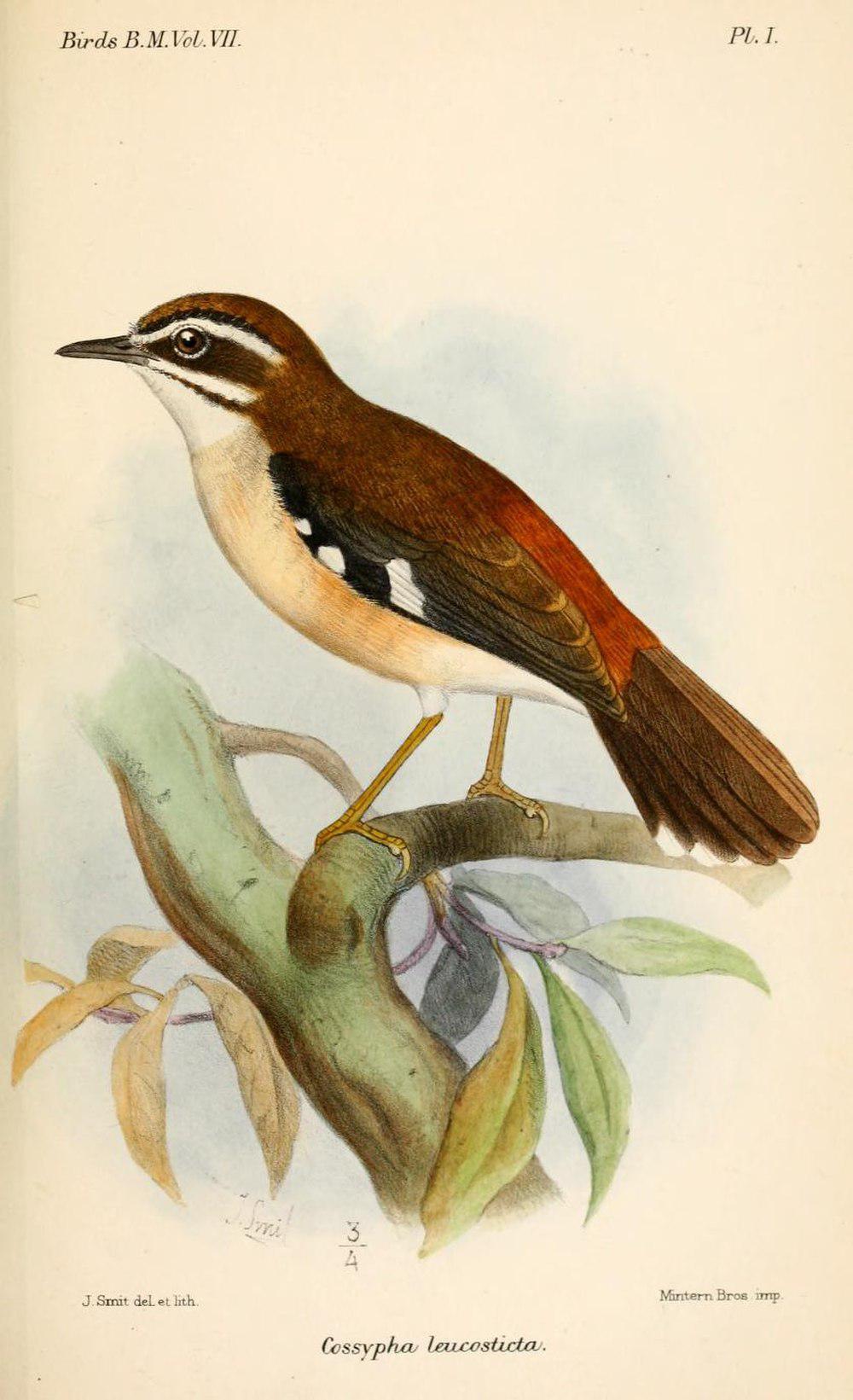 林薮鸲 / Forest Scrub Robin / Cercotrichas leucosticta