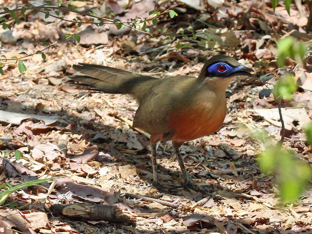 科氏马岛鹃 / Coquerel\'s Coua / Coua coquereli