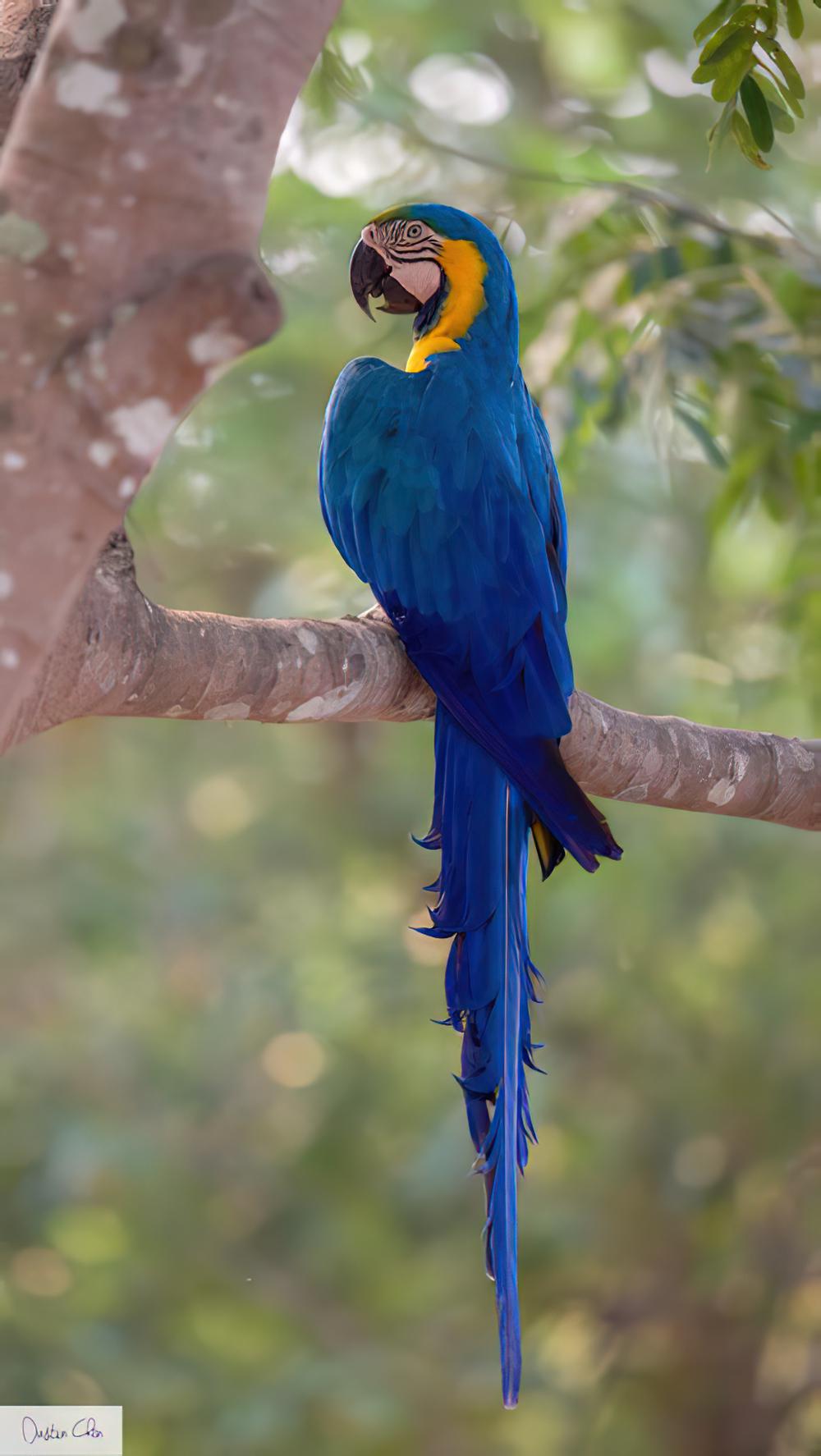 琉璃金刚鹦鹉 / Blue-and-yellow Macaw / Ara ararauna