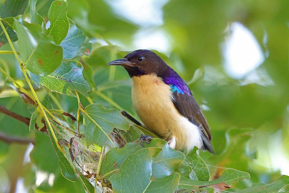 西紫背食蜜鸟 / Western Violet-backed Sunbird / Anthreptes longuemarei