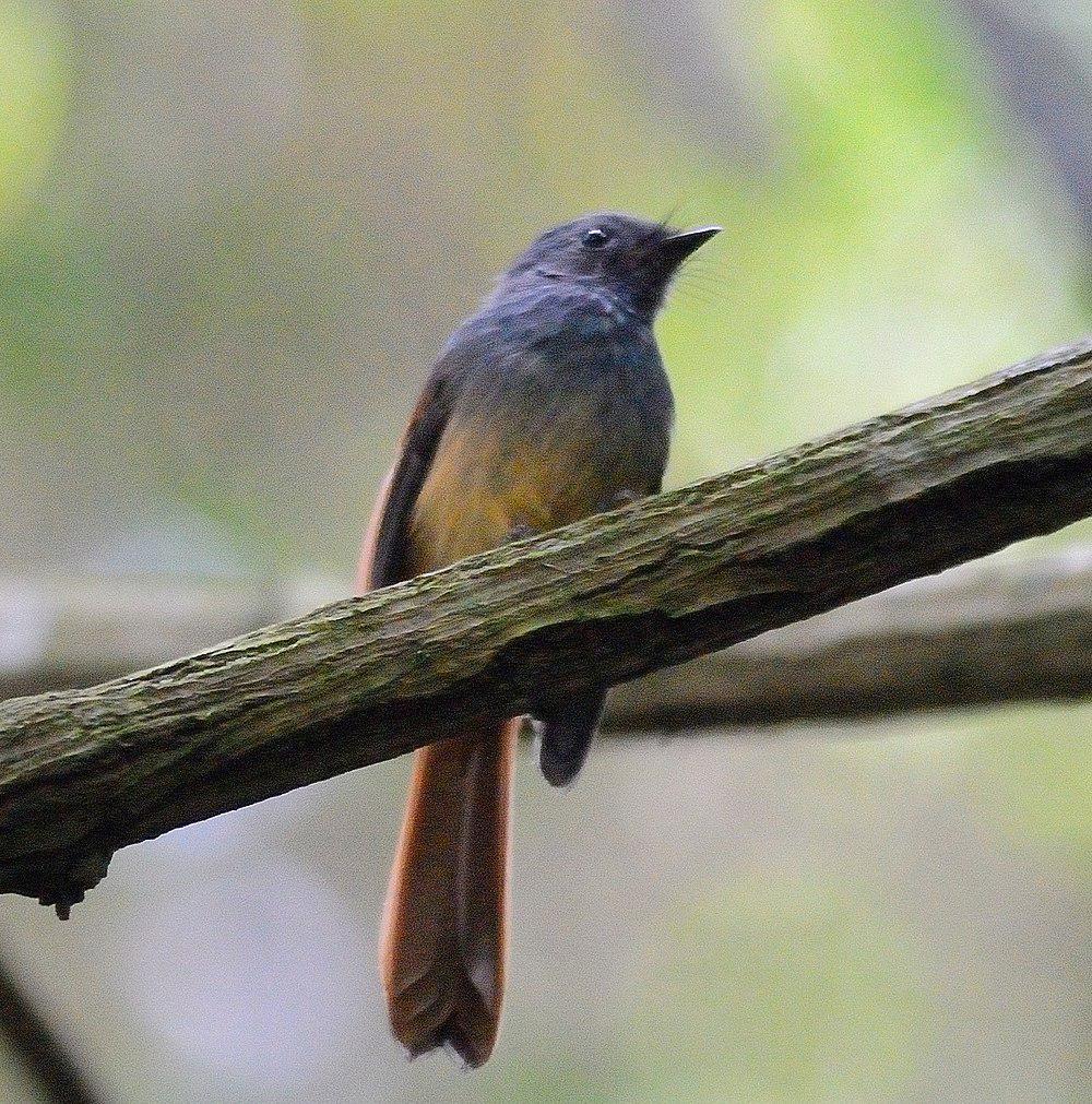 蓝头扇尾鹟 / Blue-headed Fantail / Rhipidura cyaniceps