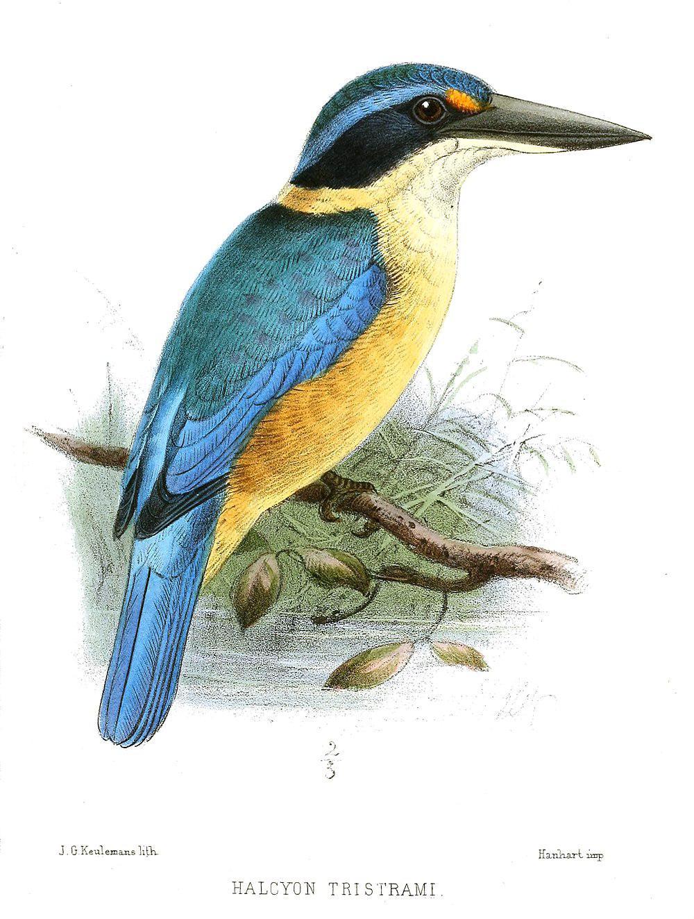 美岛翡翠 / Melanesian Kingfisher / Todiramphus tristrami