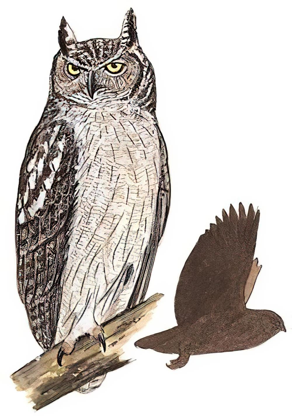 乌雕鸮 / Dusky Eagle-Owl / Bubo coromandus