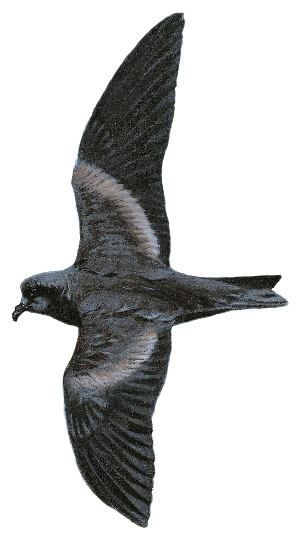 褐翅叉尾海燕 / Tristram's Storm Petrel / Oceanodroma tristrami