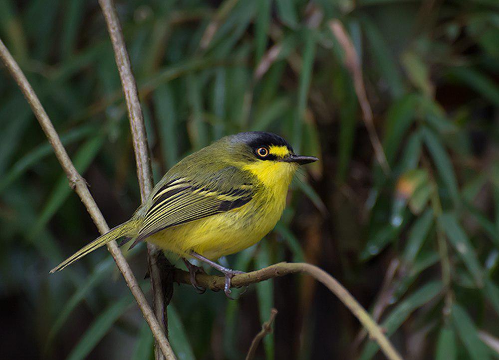 灰头哑霸鹟 / Yellow-lored Tody-Flycatcher / Todirostrum poliocephalum