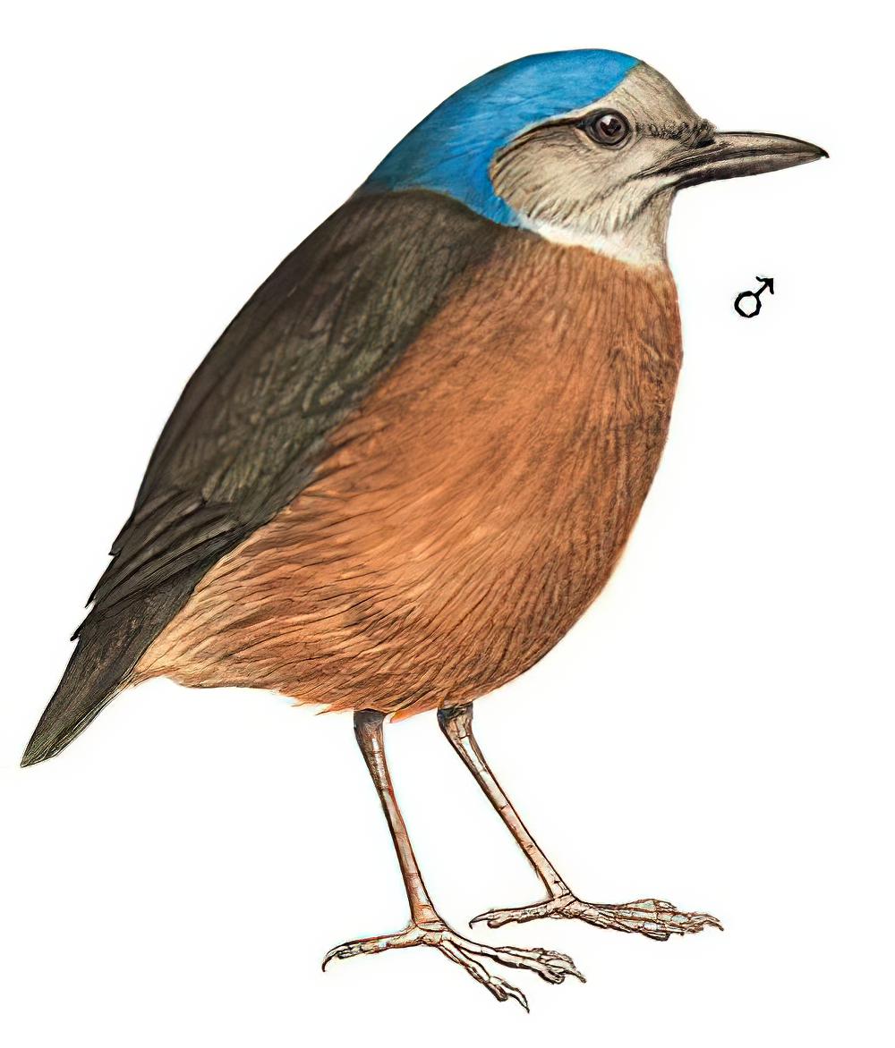 蓝枕八色鸫 / Blue-naped Pitta / Hydrornis nipalensis