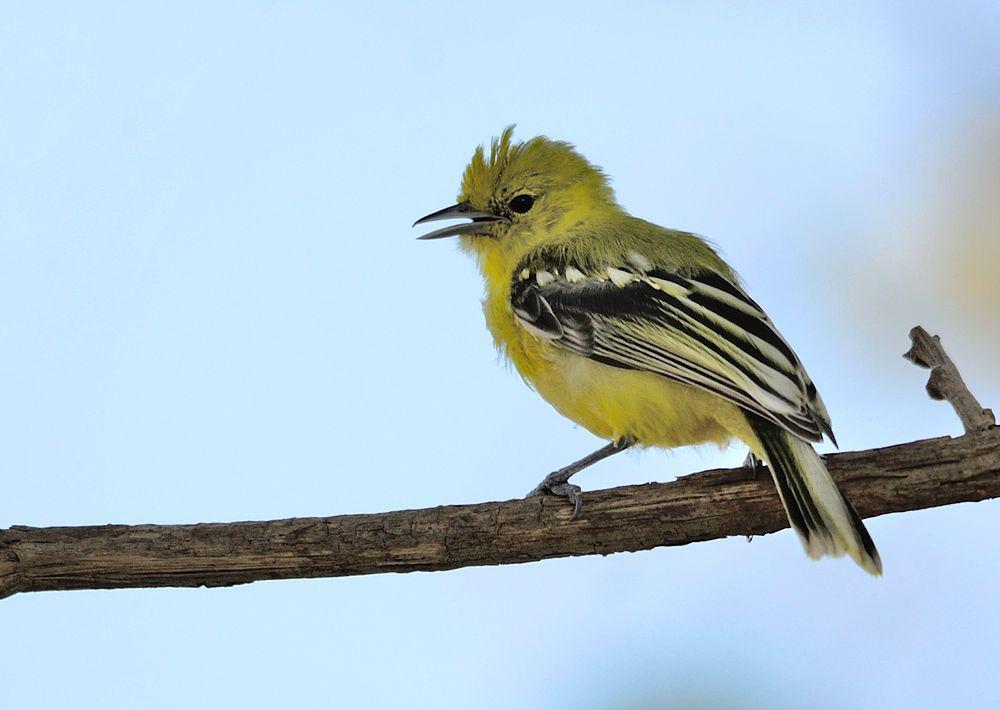 白尾雀鹎 / Marshall\'s Iora / Aegithina nigrolutea