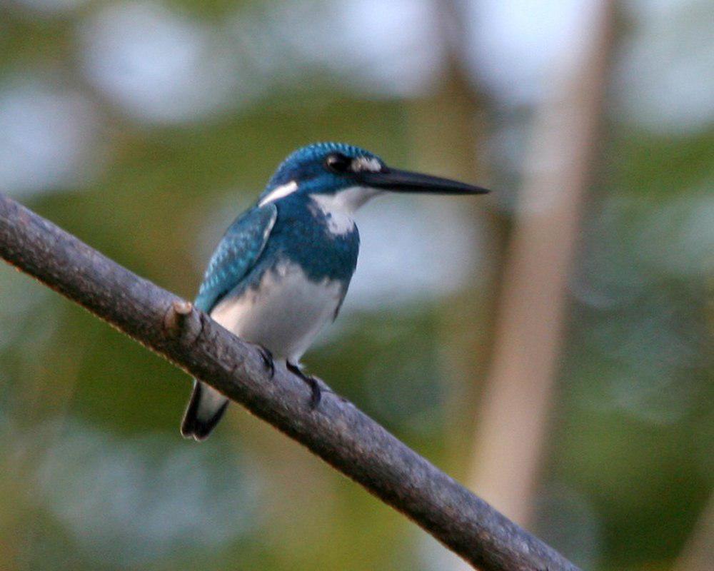 小蓝翠鸟 / Cerulean Kingfisher / Alcedo coerulescens