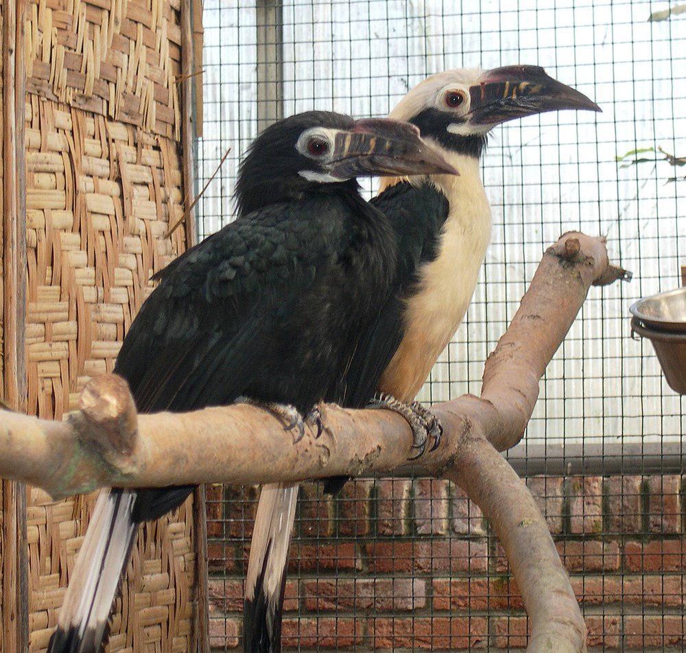 棕尾犀鸟 / Visayan Hornbill / Penelopides panini