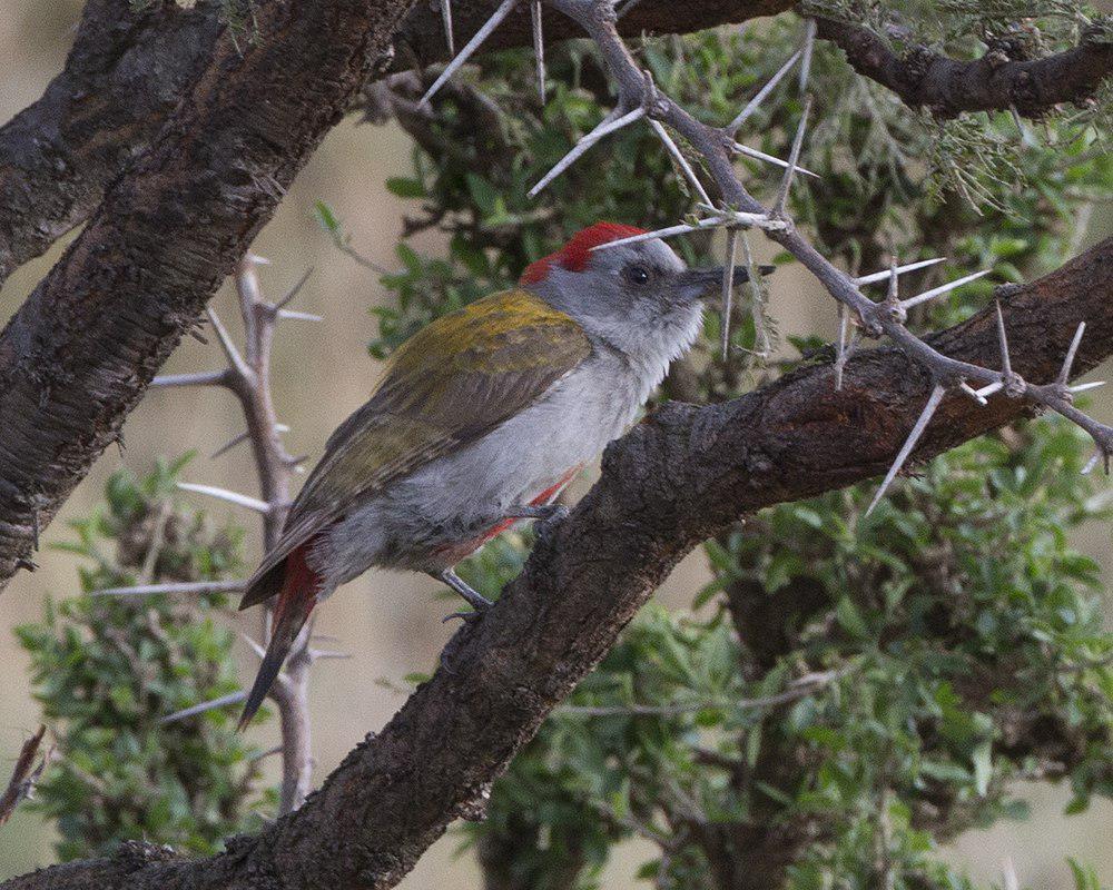 灰头啄木鸟 / Eastern Grey Woodpecker / Dendropicos spodocephalus