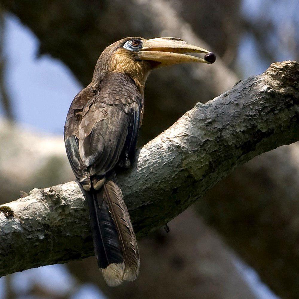 锈颊犀鸟 / Tickell\'s Brown Hornbill / Anorrhinus tickelli