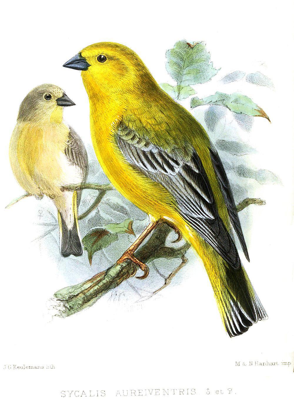 大黄雀鹀 / Greater Yellow Finch / Sicalis auriventris