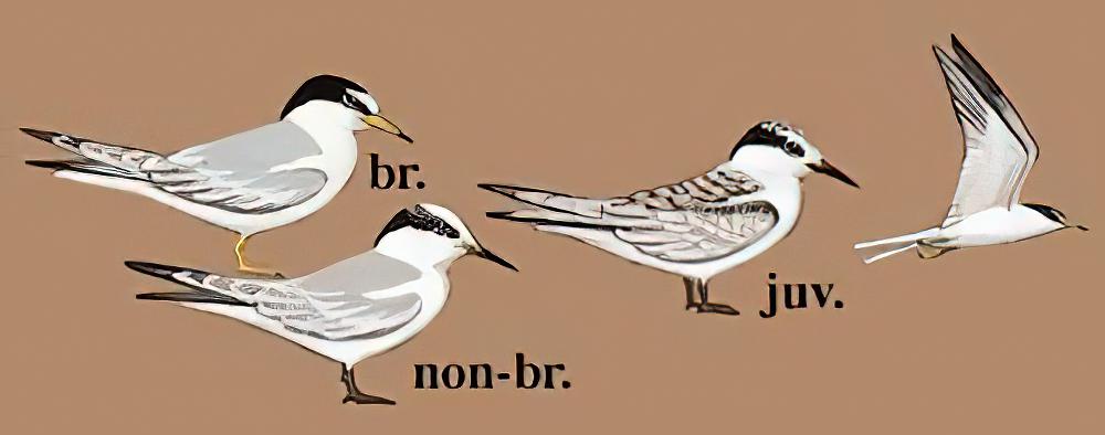 白额燕鸥 / Little Tern / Sternula albifrons
