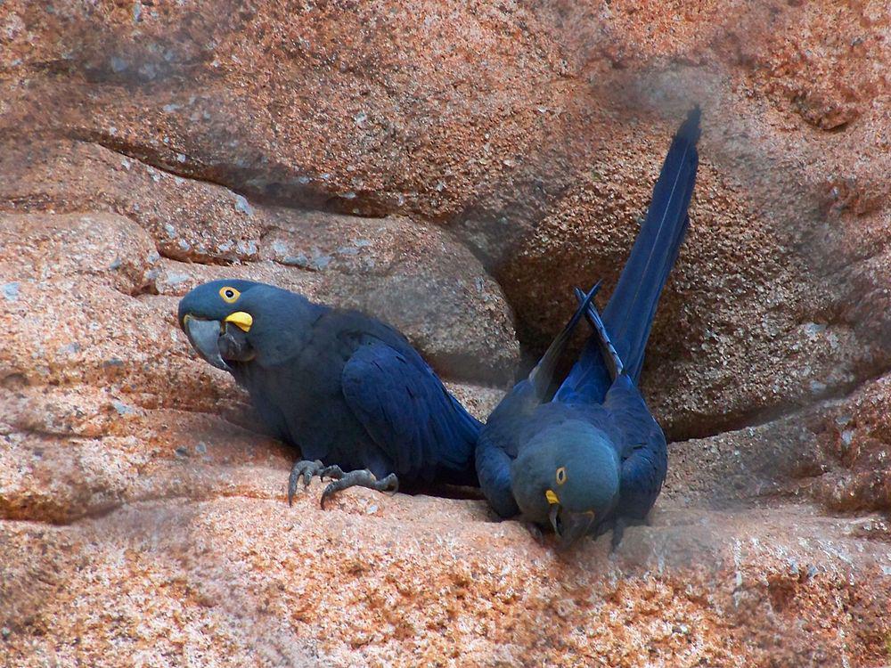 青蓝金刚鹦鹉 / Lear\'s Macaw / Anodorhynchus leari