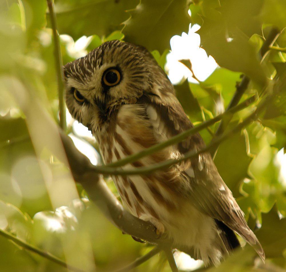 棕榈鬼鸮 / Northern Saw-whet Owl / Aegolius acadicus