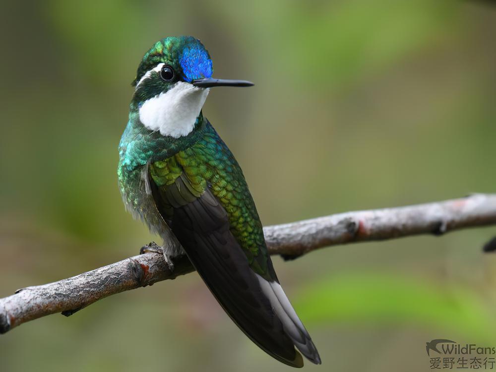 白喉宝石蜂鸟 / White-throated Mountaingem / Lampornis castaneoventris