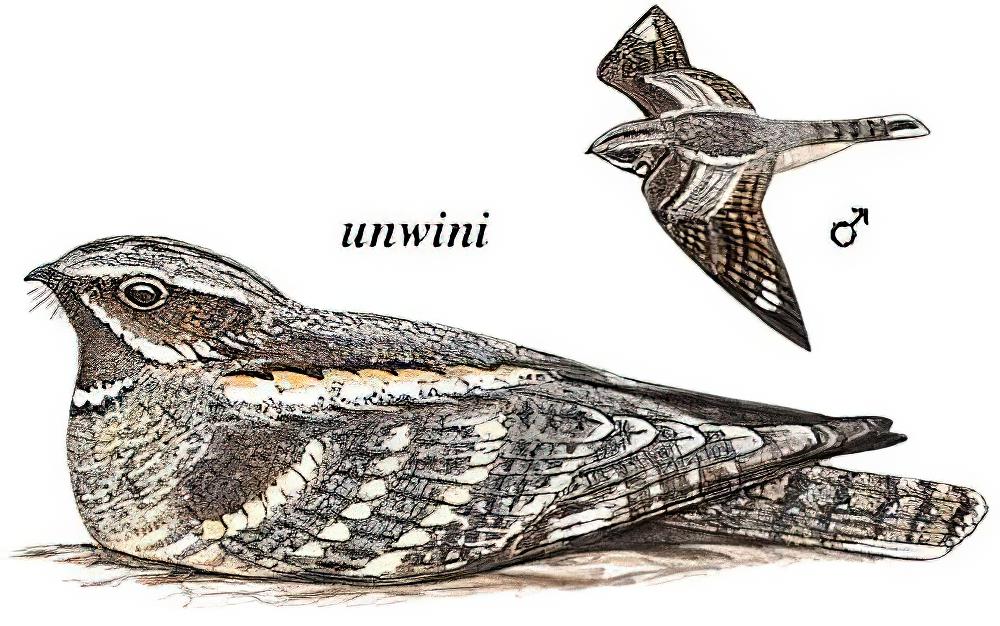 欧夜鹰 / European Nightjar / Caprimulgus europaeus