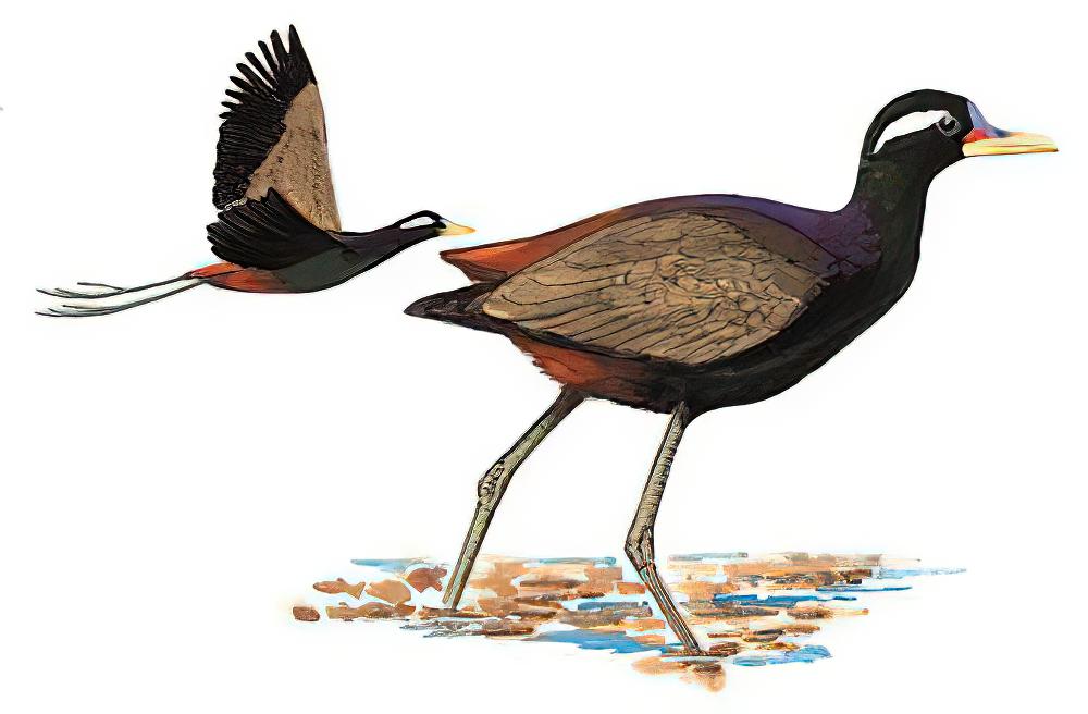 铜翅水雉 / Bronze-winged Jacana / Metopidius indicus