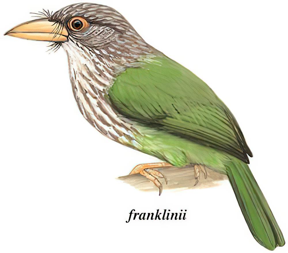 斑头绿拟啄木鸟 / Lineated Barbet / Psilopogon lineatus