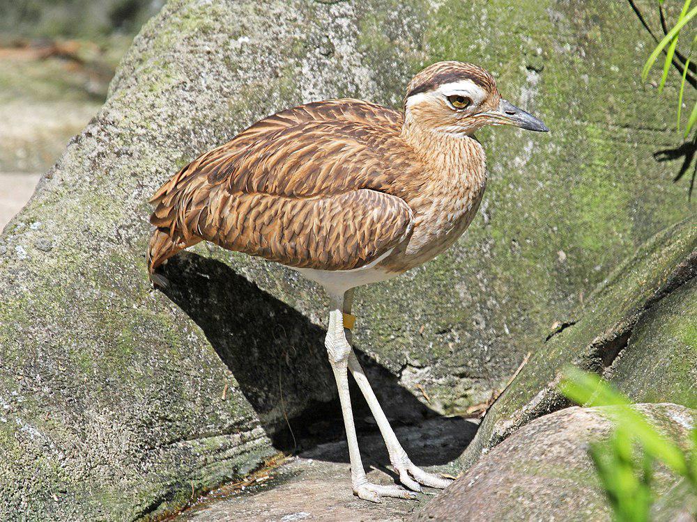 秘鲁石鸻 / Peruvian Thick-knee / Burhinus superciliaris