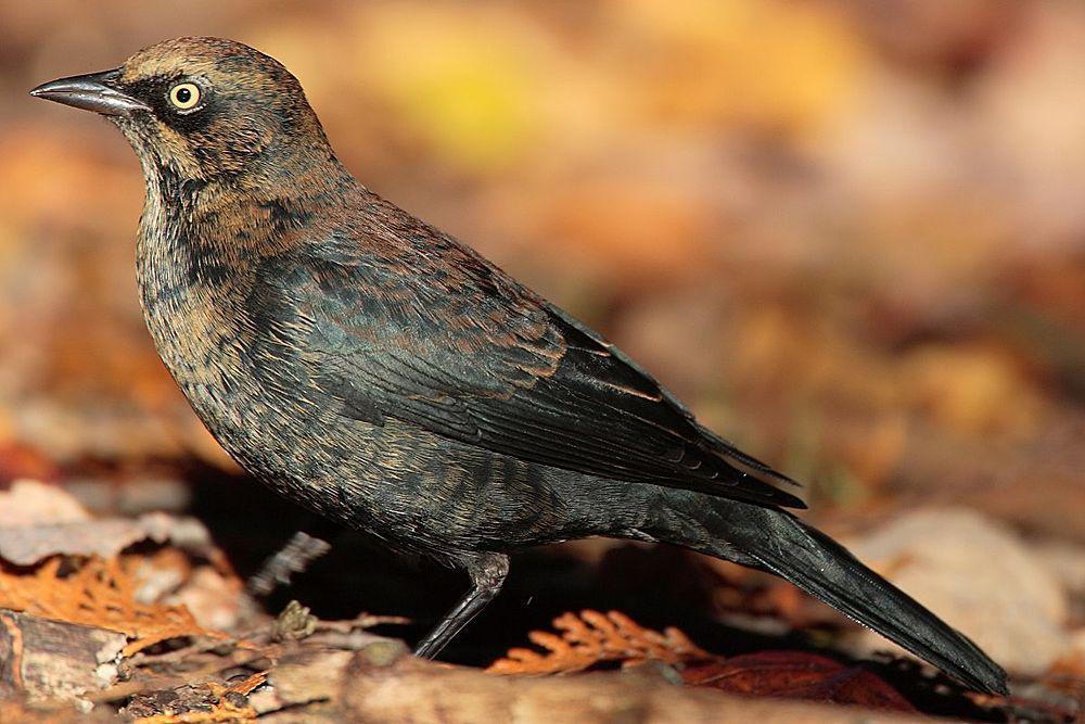 锈色黑鹂 / Rusty Blackbird / Euphagus carolinus