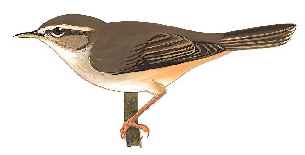 褐柳莺 / Dusky Warbler / Phylloscopus fuscatus